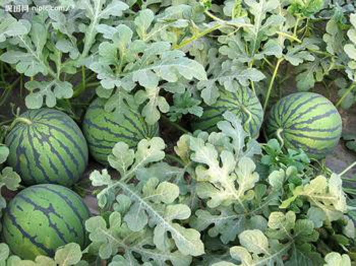 有機肥用于瓜類種植